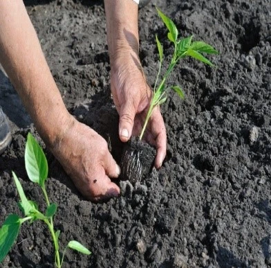 Chili Transplantation